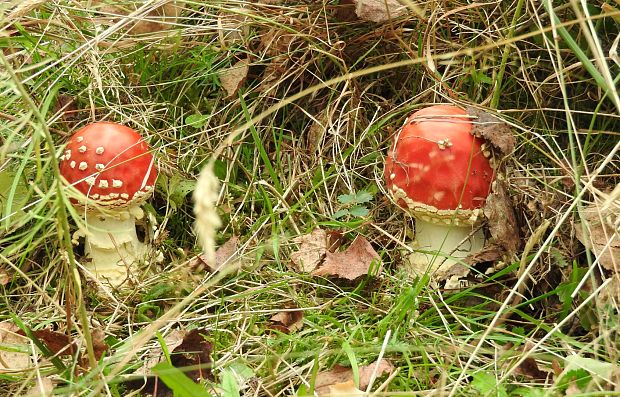 muchotrávka červená Amanita muscaria (L.) Lam.