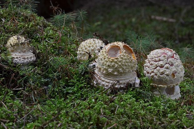 muchotrávka červená Amanita muscaria (L.) Lam.