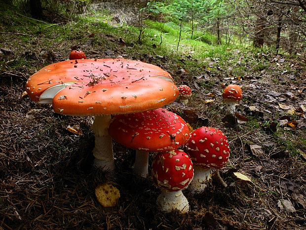 muchotrávka červená Amanita muscaria (L.) Lam.