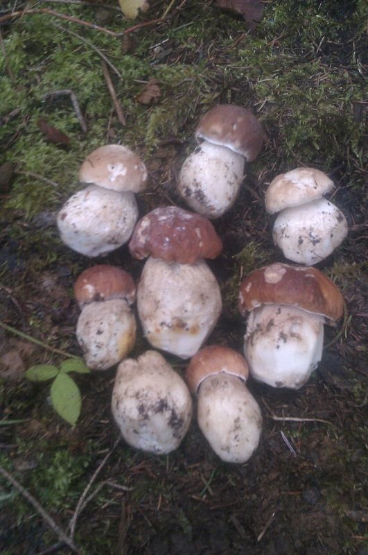 hrib smr Boletus edulis var. clavipes