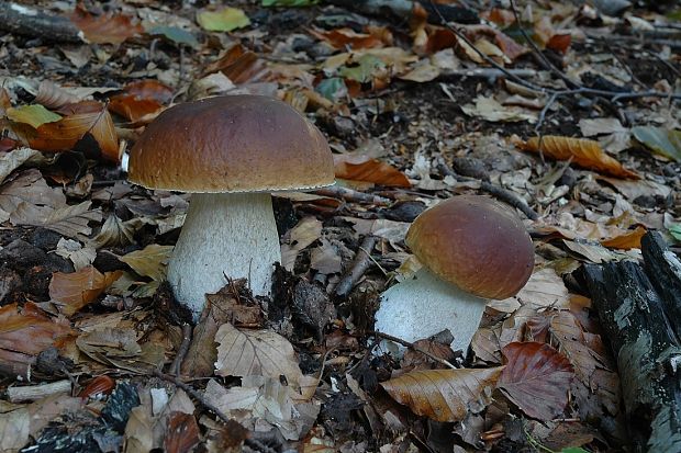 hríb smrekový Boletus edulis Bull.