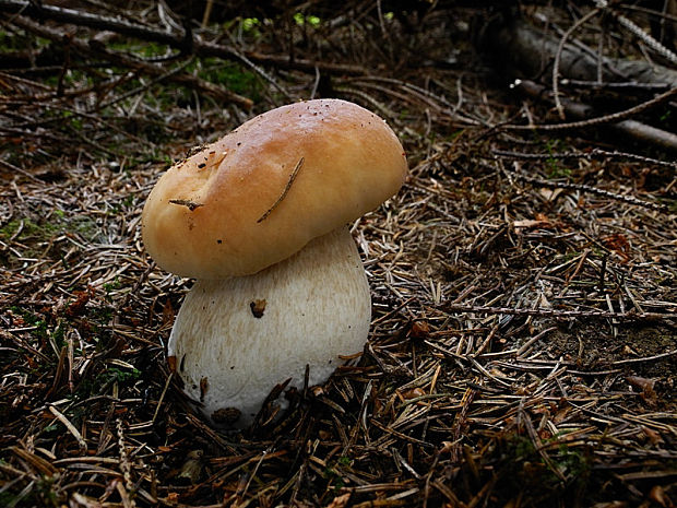 hríb smrekový Boletus edulis Bull.