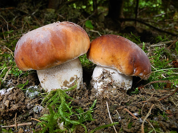 hríb smrekový Boletus edulis Bull.