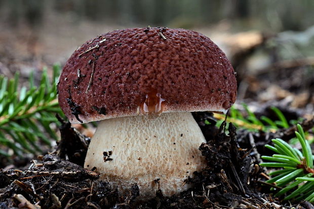 hríb sosnový Boletus pinophilus Pil. et Dermek in Pil.