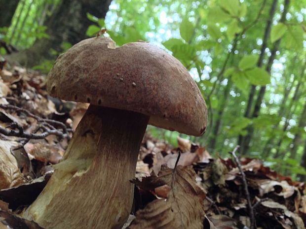 hríb dubový Boletus reticulatus Schaeff.