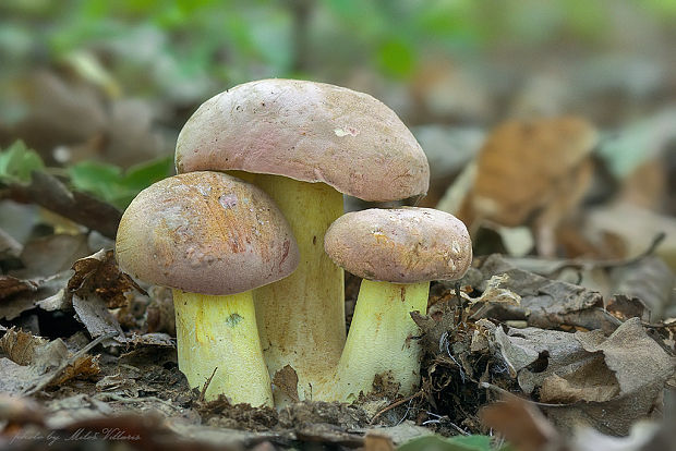 hríb nádherný Butyriboletus fuscoroseus (Smotl.) Vizzini & Gelardi