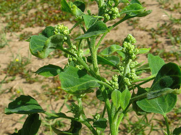 mrlík kalinolistý Chenopodium opulifolium Schrad.