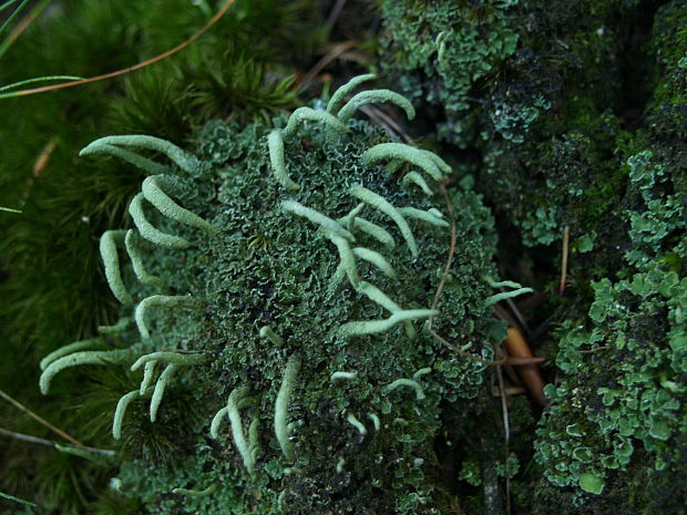 dutohlávka končistá Cladonia coniocraea (Flörke) Spreng.