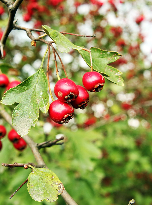 hloh obyčajný Crataegus laevigata (Poir.) DC.