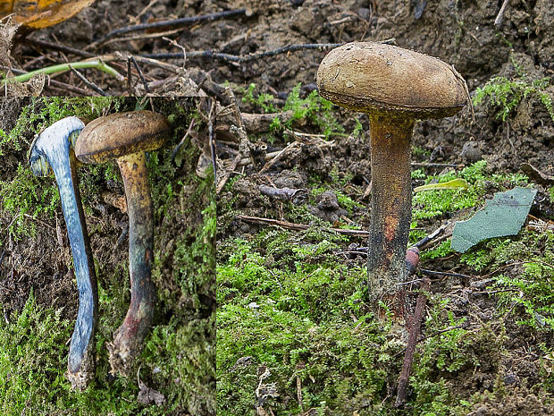 hríb modrejúci Cyanoboletus pulverulentus (Opat.) Gelardi, Vizzini & Simonini