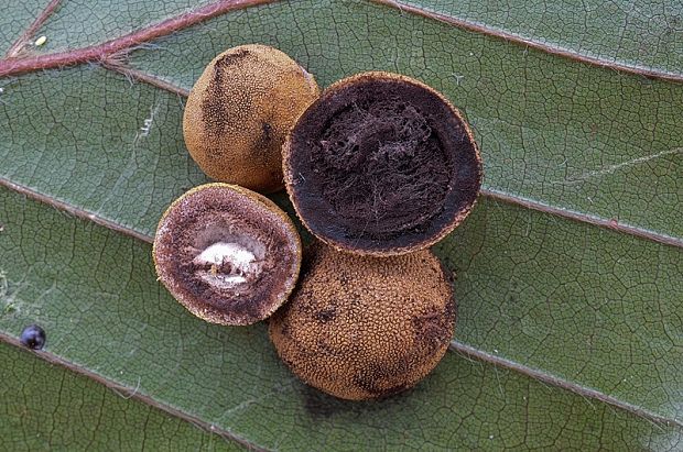 srnka ježatá Elaphomyces muricatus Fr.