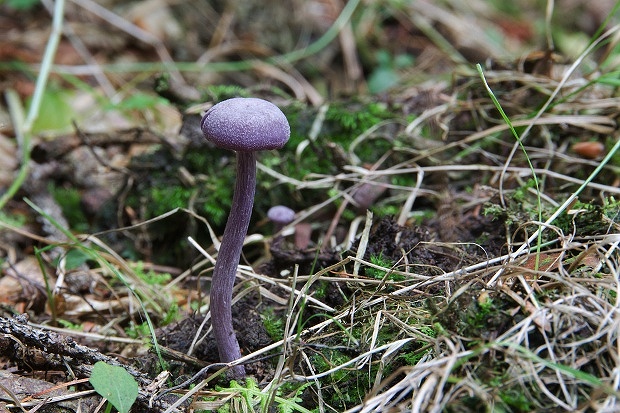 lakovka ametystová Laccaria amethystina (Huds.) Cooke