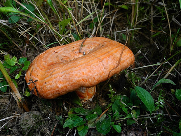 rýdzik pravý Lactarius deliciosus (L.) Gray