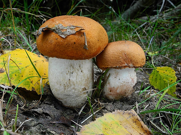 kozák osikový Leccinum albostipitatum den Bakker & Noordel.