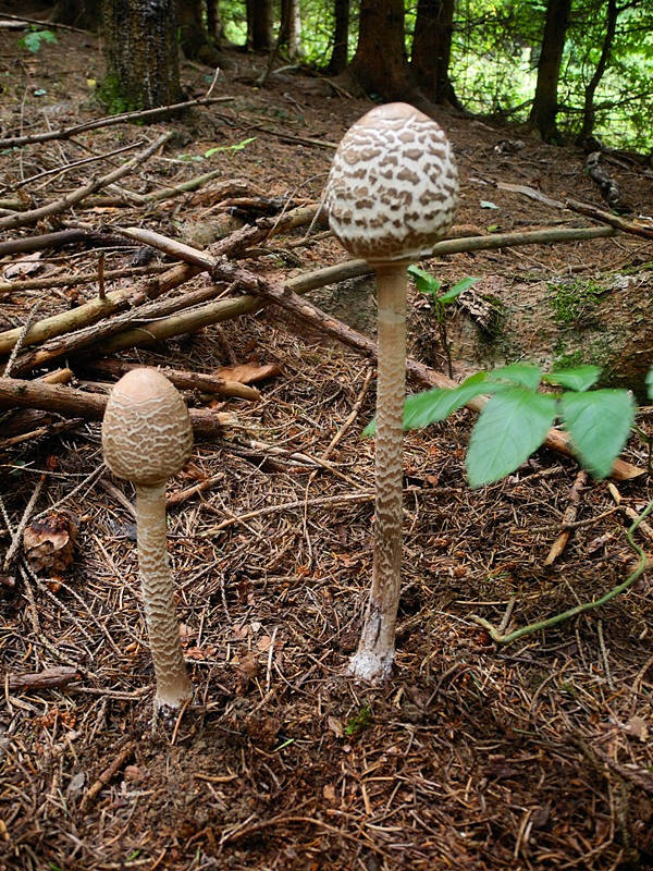 bedľa vysoká Macrolepiota procera (Scop.) Singer