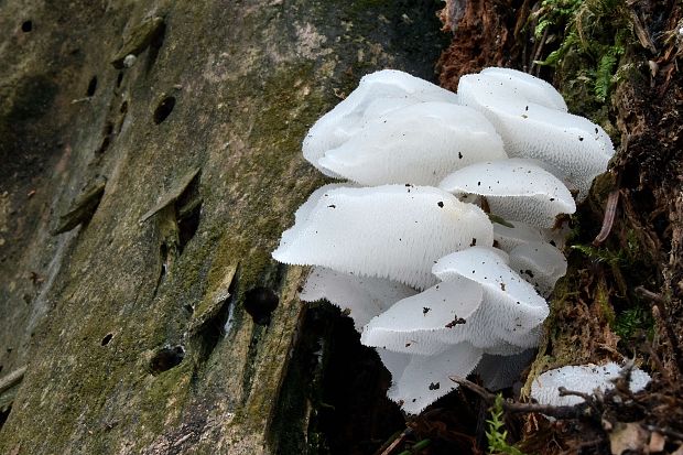 pajelenka želatínová Pseudohydnum gelatinosum (Scop.) P. Karst.