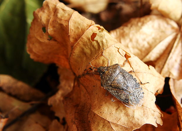 bzdocha sivastá Rhaphigaster nebulosa