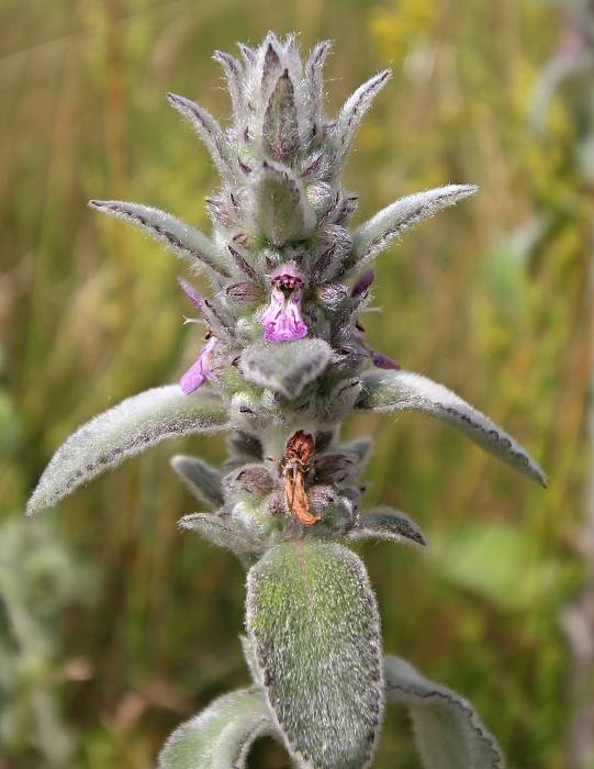 čistec nemecký Stachys germanica L.