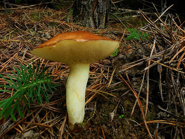 masliak zrnitý Suillus granulatus (L.) Roussel