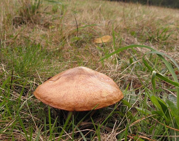 masliak obyčajný Suillus luteus (L.) Roussel