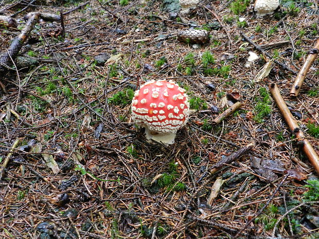 muchotrávka červená Amanita muscaria (L.) Lam.