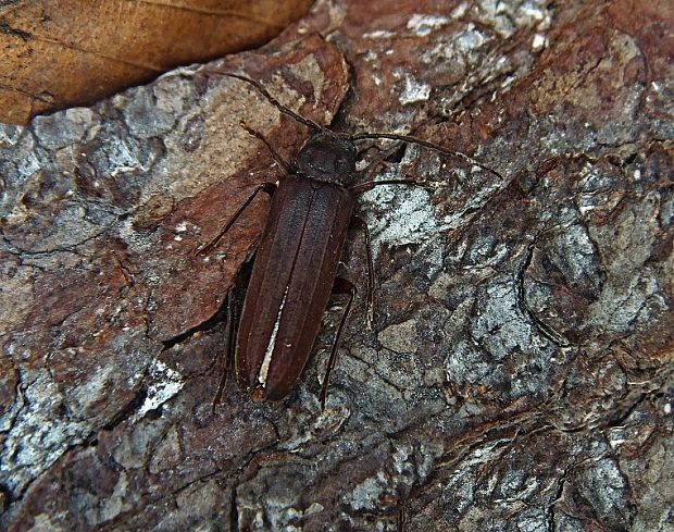 fuzáč hnedý   /   tesařík hnědý Arhopalus rusticus Linnaeus, 1758