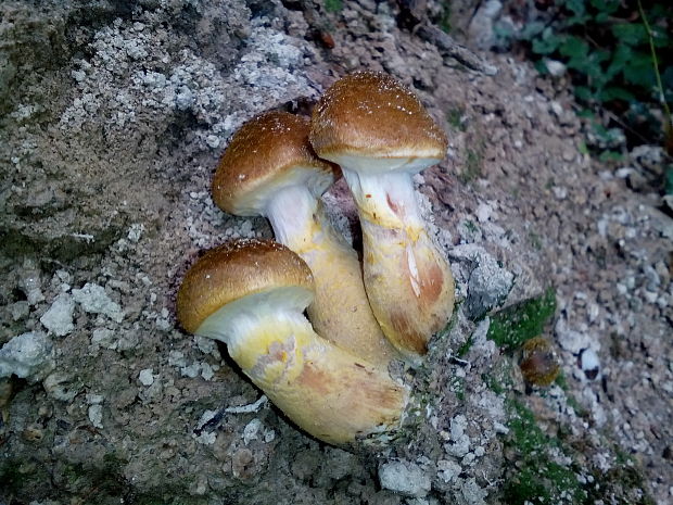 podpňovka Armillaria sp.