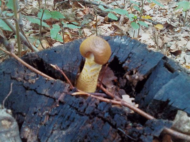 podpňovka Armillaria sp.