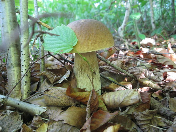 hríb smrekový Boletus edulis Bull.