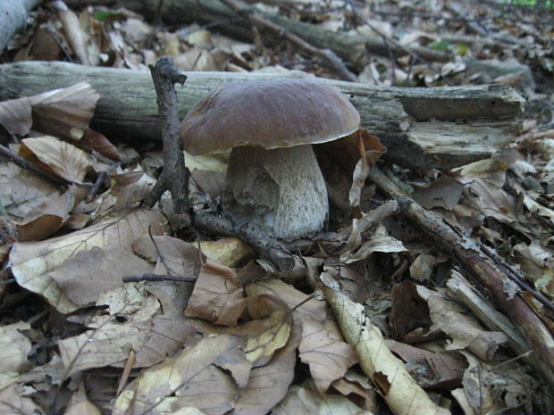 hríb smrekový Boletus edulis Bull.