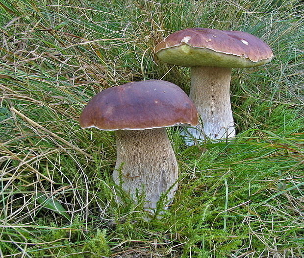 hríb smrekový Boletus edulis Bull.