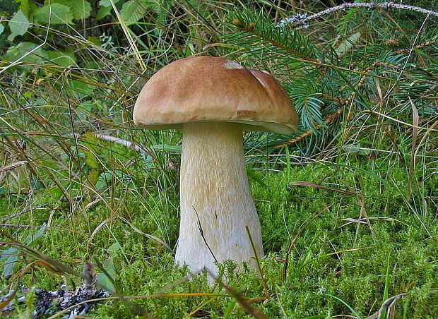 hríb smrekový Boletus edulis Bull.