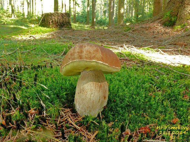 hríb smrekový Boletus edulis Bull.