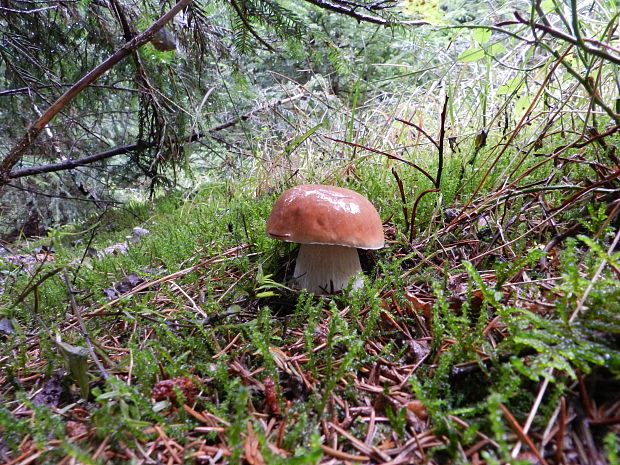 hríb smrekový Boletus edulis Bull.