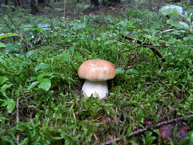 hríb smrekový Boletus edulis Bull.