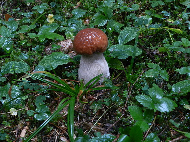 hríb smrekový Boletus edulis Bull.