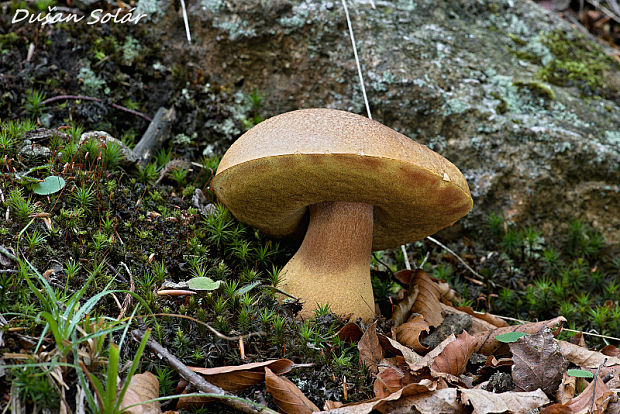 hríb sosnový Boletus pinophilus Pil. et Dermek in Pil.