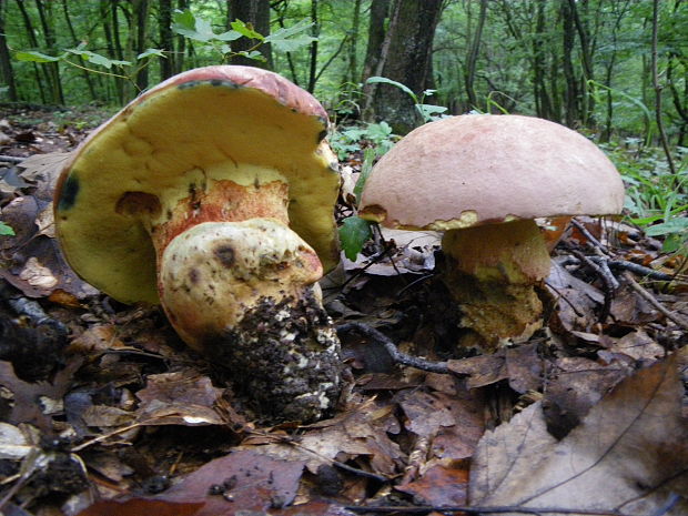 hríb nádherný Butyriboletus fuscoroseus (Smotl.) Vizzini & Gelardi