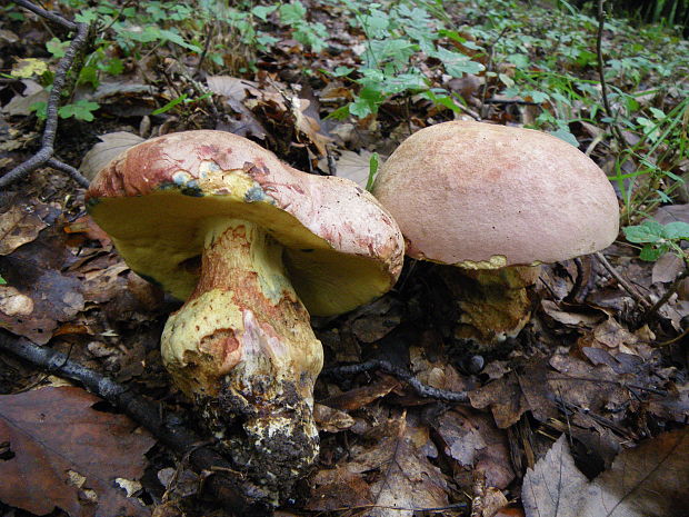 hríb nádherný Butyriboletus fuscoroseus (Smotl.) Vizzini & Gelardi