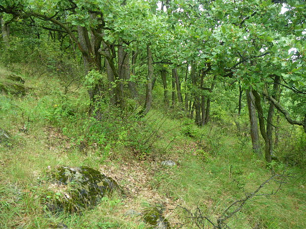 hríb nádherný Butyriboletus fuscoroseus