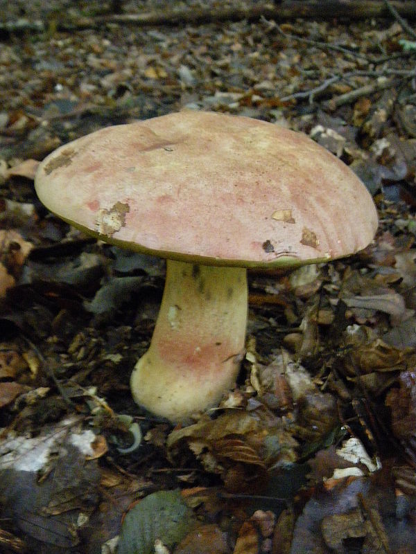 hríb nádherný Butyriboletus fuscoroseus (Smotl.) Vizzini & Gelardi