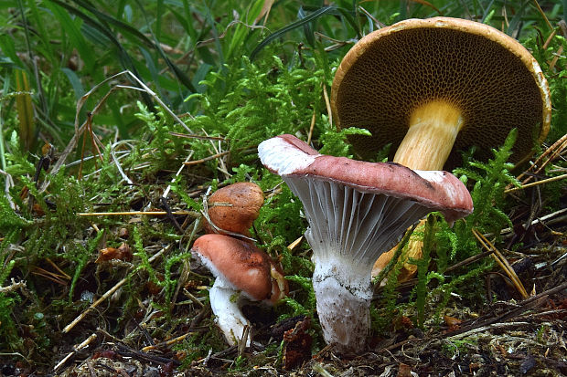 sliziak ružový Gomphidius roseus (Fr.) Oudem.