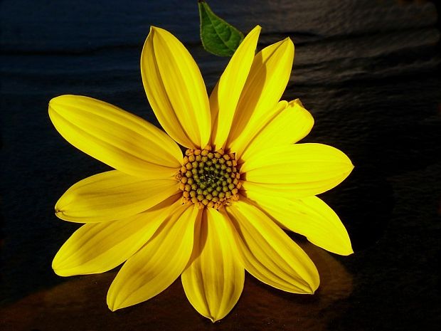 slnečnica hľuznatá Helianthus tuberosus L.