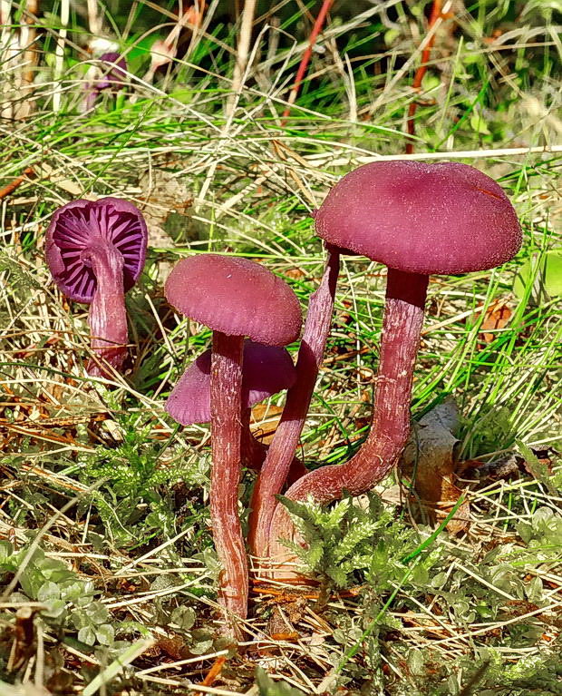 lakovka ametystová Laccaria amethystina (Huds.) Cooke