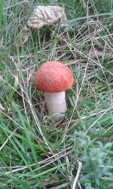 kozák osikový Leccinum albostipitatum den Bakker & Noordel.