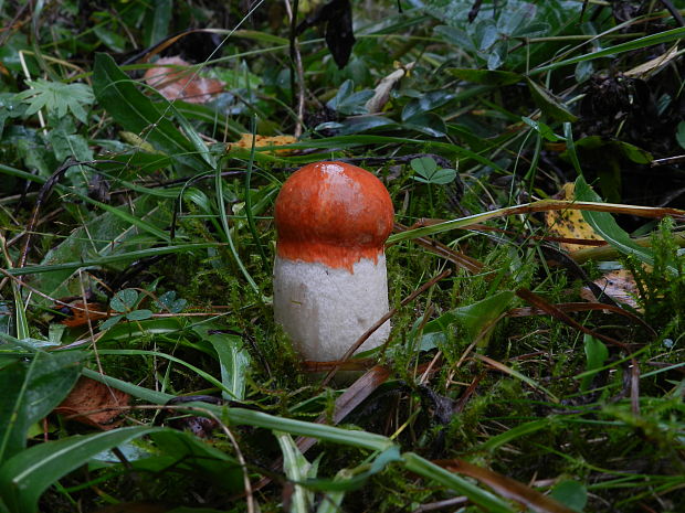 kozák osikový Leccinum albostipitatum den Bakker & Noordel.