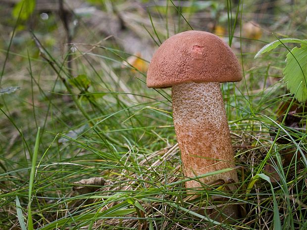 kozák dubový Leccinum aurantiacum (Bull.) Gray