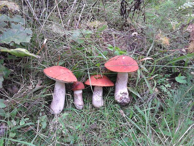 kozák dubový Leccinum aurantiacum (Bull.) Gray