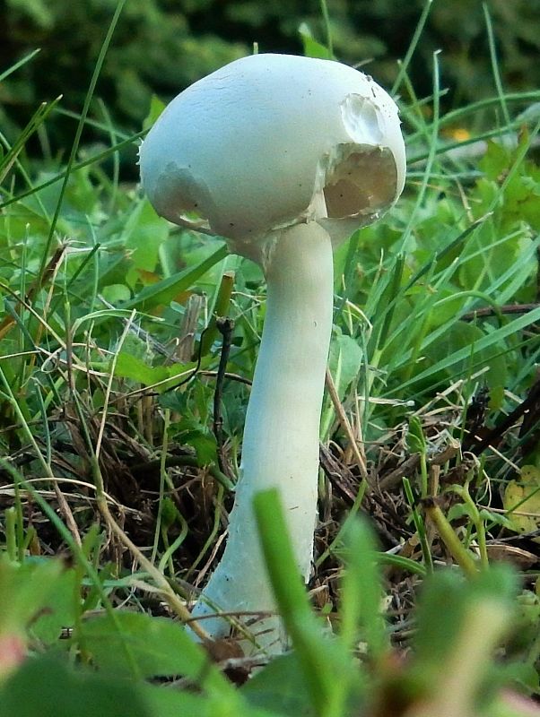 bedlica ružovolupeňová Leucoagaricus leucothites (Vittad.) Wasser