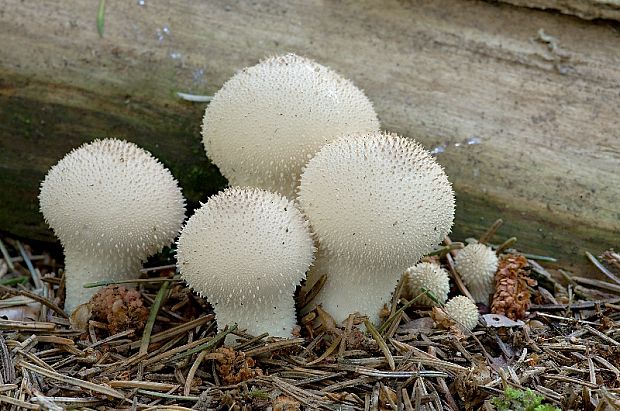 prášnica bradavičnatá Lycoperdon perlatum Pers.